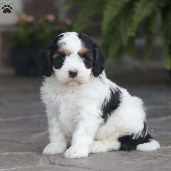 Finn, Cavapoo Puppy